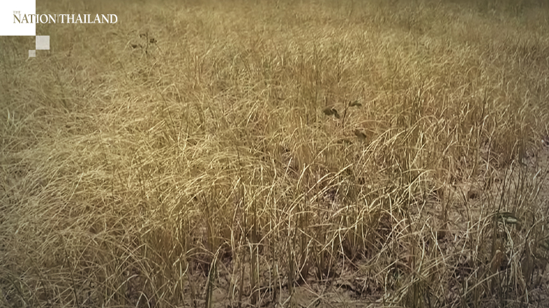 Nakhon Ratchasima rice farmers stare at another year of drought as rains play truant Nakhon Ratchasima rice farmers stare at another year of drought as rains play truant