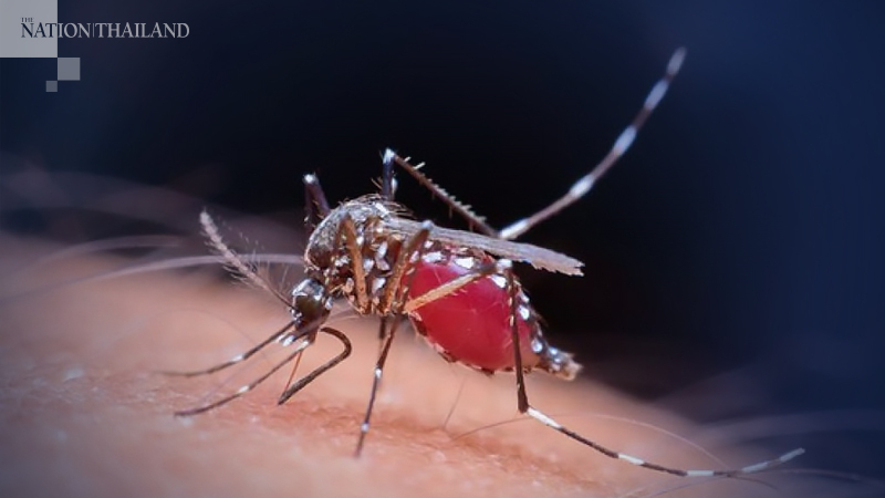 Beware of dengue fever: 15 have died, over 25,000 infected Beware of dengue fever: 15 have died, over 25,000 infected