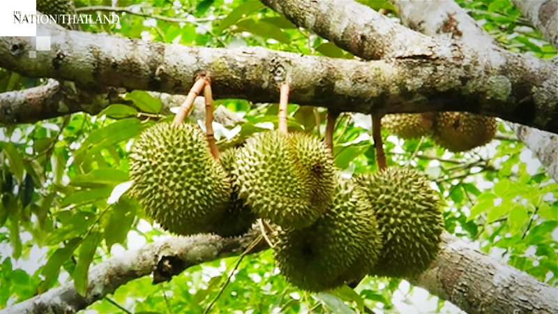 Kasetsart study aims to cut water used for agriculture in EEC by 15 per cent Kasetsart study aims to cut water used for agriculture in EEC by 15 per cent