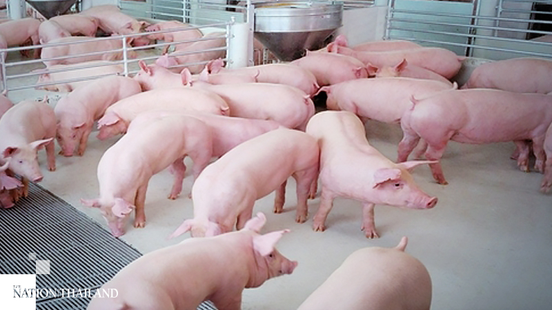Pork exports may be cut after prices hit 10-year high Pork exports may be cut after prices hit 10-year high