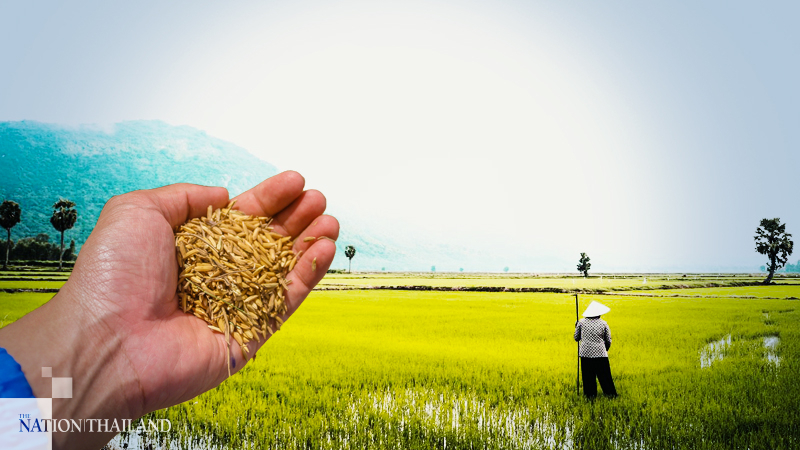 Five types of rice covered by new price-guarantee scheme Five types of rice covered by new price-guarantee scheme