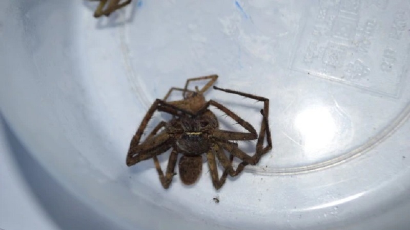 Fears rise about venomous spiders in Krabi after girl, 8, is stung Fears rise about venomous spiders in Krabi after girl, 8, is stung