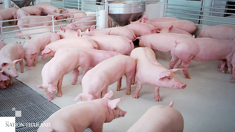 Swine Farmers Association to sell pork at Bt130 per kg Swine Farmers Association to sell pork at Bt130 per kg