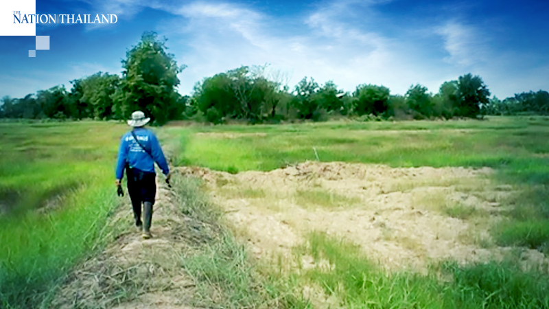 Drought strangling 4,000 rai of rice in Pichit, farmers plead for help Drought strangling 4,000 rai of rice in Pichit, farmers plead for help