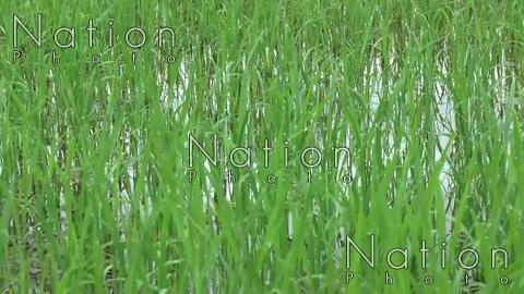 Thai rice exports drop 32% Thai rice exports drop 32%