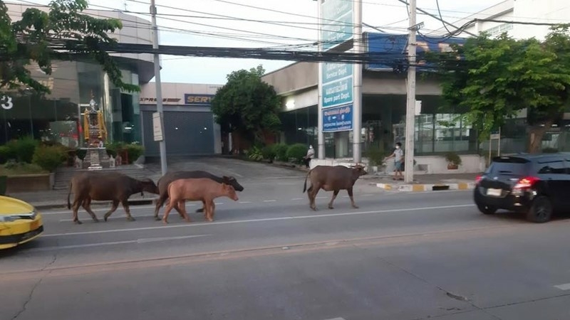 Social media works wonders for six buffalos Social media works wonders for six buffalos