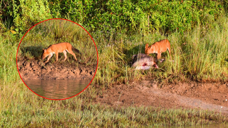 National park posts photos of wild dog feasting on its prey National park posts photos of wild dog feasting on its prey