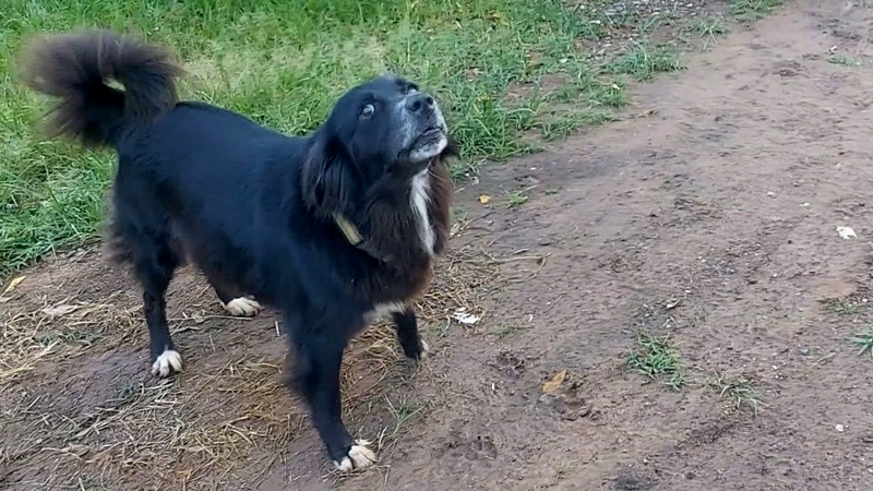 Dog’s loot may help police track down drug traffickers Dog’s loot may help police track down drug traffickers