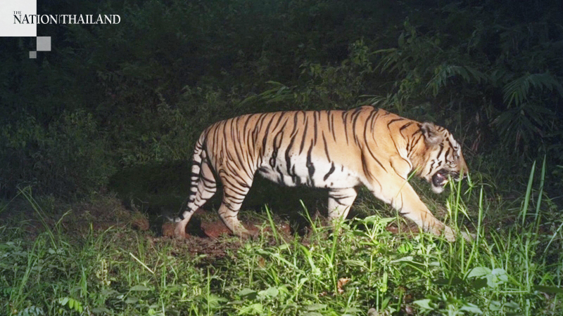 Nine-day International Tiger Day exhibition opens today Nine-day International Tiger Day exhibition opens today