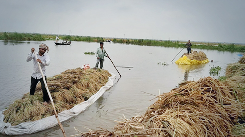 armers bring boatloads of paddy after harvesting from a flooded field in Chatmohar upazila of Pabna. Photo: Star
