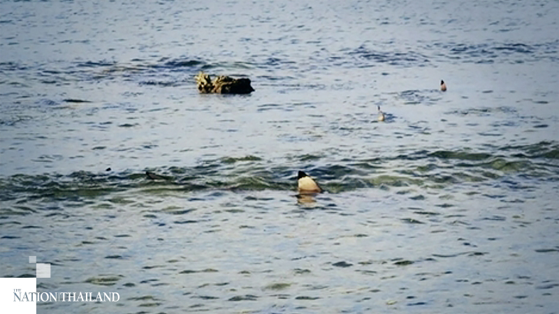 Blacktip reef sharks seen frolicking off Koh Samui beach Blacktip reef sharks seen frolicking off Koh Samui beach