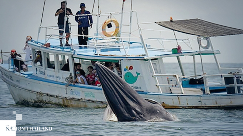 Bryde’s whale shows off new calf to tourists Bryde’s whale shows off new calf to tourists