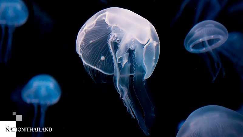Doctors offer tips on avoiding jellyfish stings Doctors offer tips on avoiding jellyfish stings