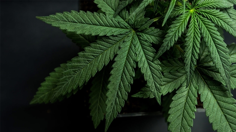 Law change to light up Thai medical cannabis market Law change to light up Thai medical cannabis market