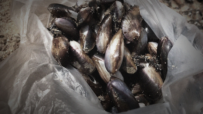 Expert warns against eating washed up shellfish Expert warns against eating washed up shellfish