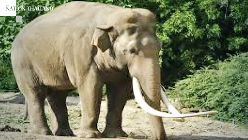 Wild elephants, monkeys to be controlled with Bt435m budget Wild elephants, monkeys to be controlled with Bt435m budget