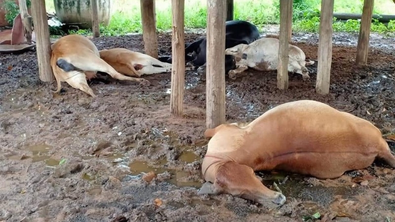 Farmer seeks aid after seven cows perish in lightning strike Farmer seeks aid after seven cows perish in lightning strike