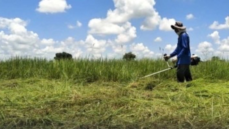 Drought forces farmer to abandon rice harvest hopes Drought forces farmer to abandon rice harvest hopes