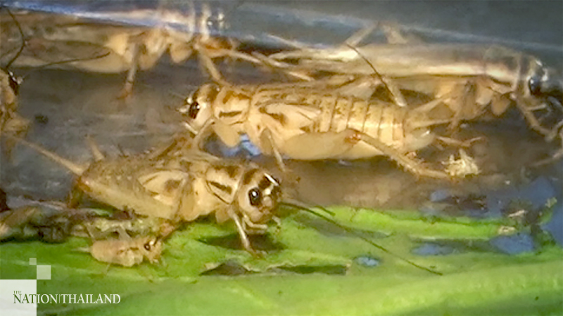 Thai food processors eye growing cricket market Thai food processors eye growing cricket market