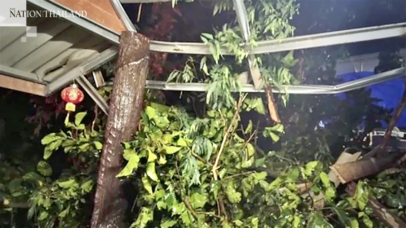 One injured as strong winds bring down tree in Krabi One injured as strong winds bring down tree in Krabi