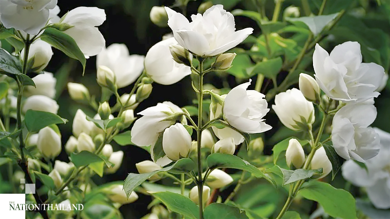 Jasmine price soars amid surge in demand for Mother's Day Jasmine price soars amid surge in demand for Mother's Day