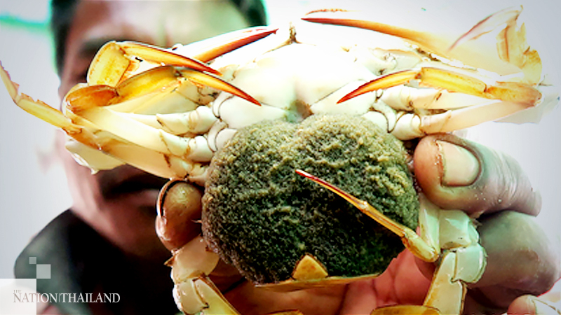 New crab bank first step towards sustainable fishing in Songkhla New crab bank first step towards sustainable fishing in Songkhla