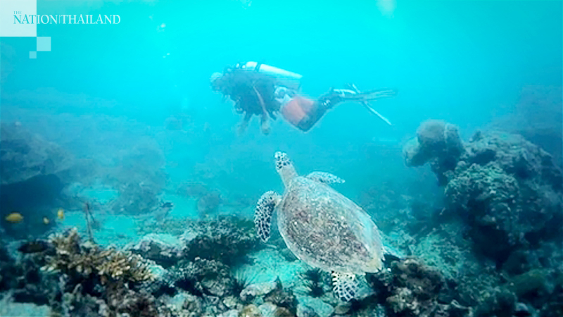 Krabi's marine beauty blossoms in undisturbed environs Krabi's marine beauty blossoms in undisturbed environs