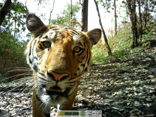 A rare sight: tiger caught on camera in Kanchanaburi national park A rare sight: tiger caught on camera in Kanchanaburi national park