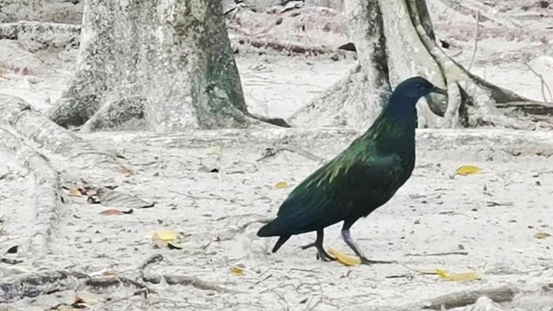 Big group of rare Nicobar pigeons spotted at Koh Rok Big group of rare Nicobar pigeons spotted at Koh Rok