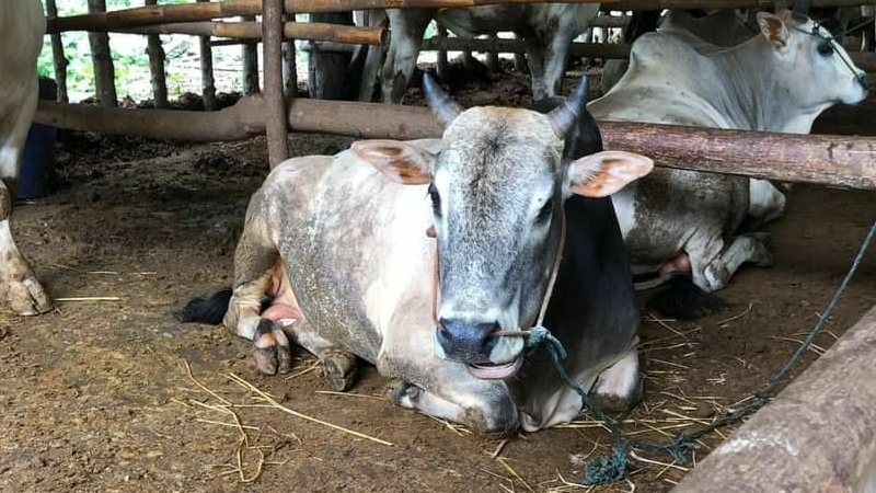 Livestock from a Chiang Rai district banned after outbreak of deadly disease Livestock from a Chiang Rai district banned after outbreak of deadly disease