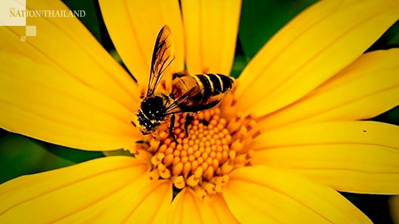 Getting a bee-stung pout can be fatal, warn doctors Getting a bee-stung pout can be fatal, warn doctors
