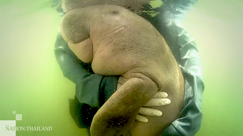 Conservation panel declares plan to boost dugong population one year after Marium’s death Conservation panel declares plan to boost dugong population one year after Marium’s death
