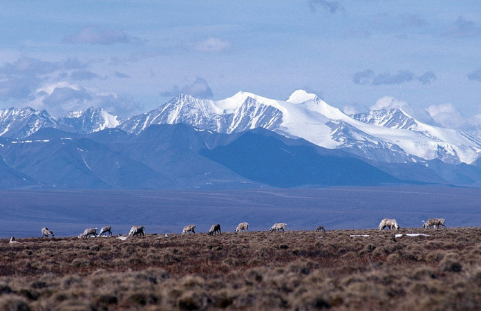 The coastal plain of the Arctic National Wildlife Refuge, with the Brooks Range as a backdrop. CREDIT: U.S. Fish & Wildlife Service photo