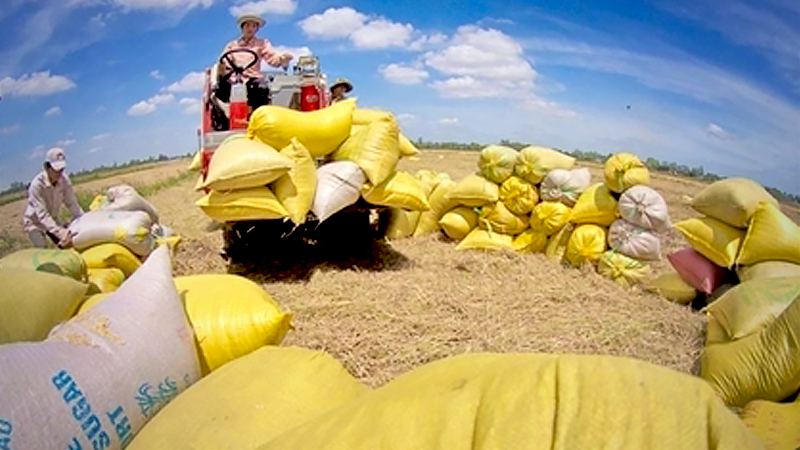 Rice harvested at Hậu Giang Province's Vị Thủy District. The trade deal with the European Union was opening door for Vietnamese rice to expand in the EU markets with a tariff of zero per cent applied for export volume of 80,000 tonnes per year. — VNA/VNS Photo Duy Khương