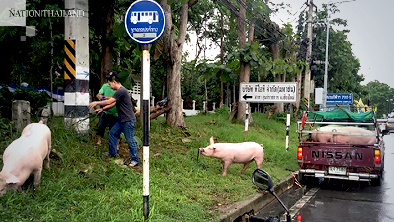 Pigs run amok, bring traffic to a standstill on Chiang Mai road Pigs run amok, bring traffic to a standstill on Chiang Mai road