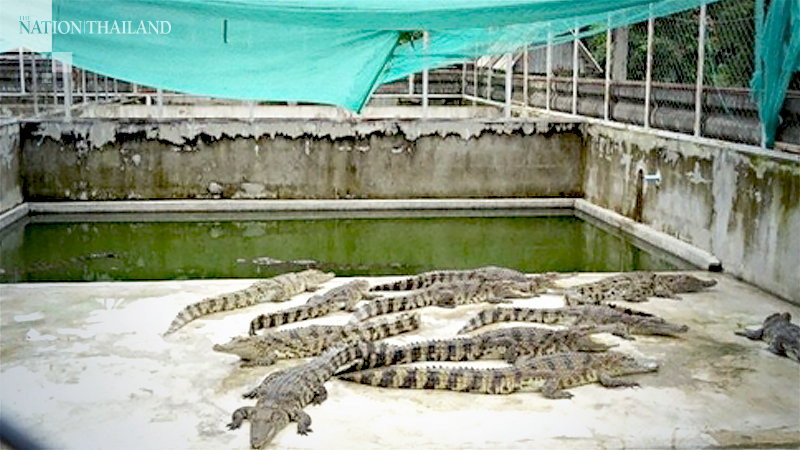 Keep the crocs in, Nong Khai crocodile farms told as Mekong rises Keep the crocs in, Nong Khai crocodile farms told as Mekong rises