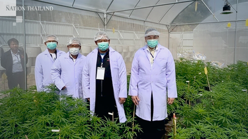RMUIT campus in Sakon Nakhon delivers 18,000 cannabis pellets RMUIT campus in Sakon Nakhon delivers 18,000 cannabis pellets