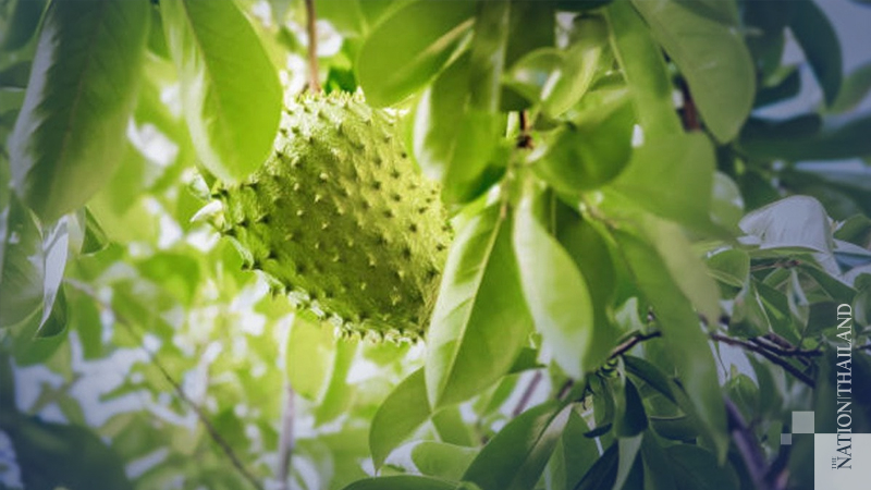 Soursop leaves not a cure for cancer, warn doctors Soursop leaves not a cure for cancer, warn doctors