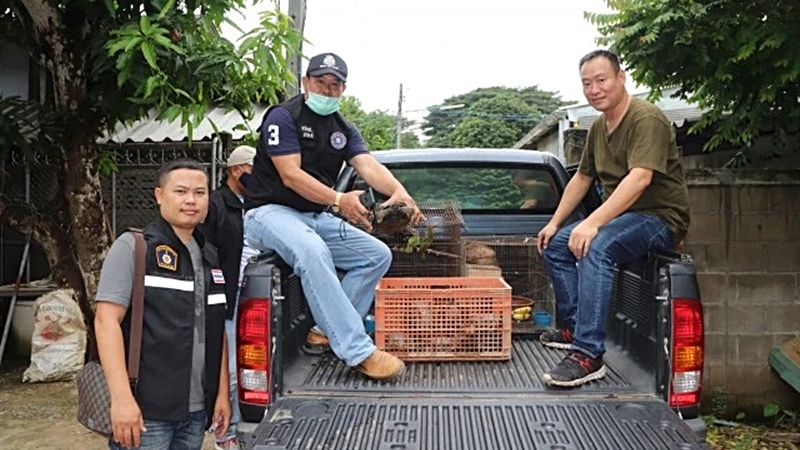 Wild Hawks finally swoop down on wildlife trader Wild Hawks finally swoop down on wildlife trader