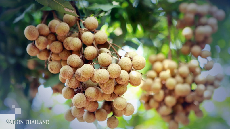 Longan farmers handed Bt3.44bn aid package Longan farmers handed Bt3.44bn aid package