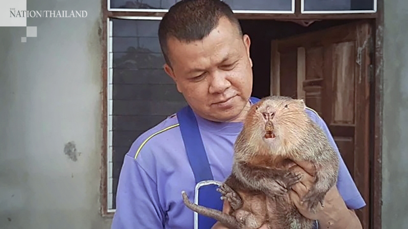 Phayao policeman makes a killing with rats Phayao policeman makes a killing with rats