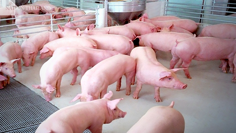 Officials probe Mae Hong Son pig deaths from suspected PRRS virus Officials probe Mae Hong Son pig deaths from suspected PRRS virus