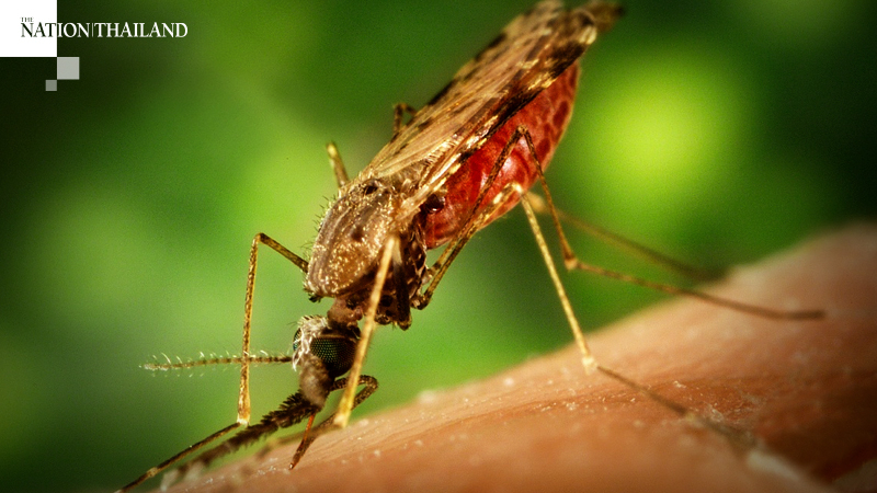 How to fight the rising dengue threat after heavy rains How to fight the rising dengue threat after heavy rains