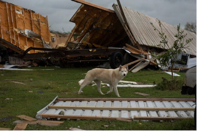 A dog walks past a home in Cameron Parish, La., that was destroyed after Hurricane Laura made landfall. CREDIT: photo for The Washington Post by Callaghan O'Hare.