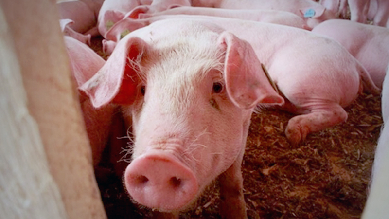 Price increase driving up pig production in Cambodia Price increase driving up pig production in Cambodia
