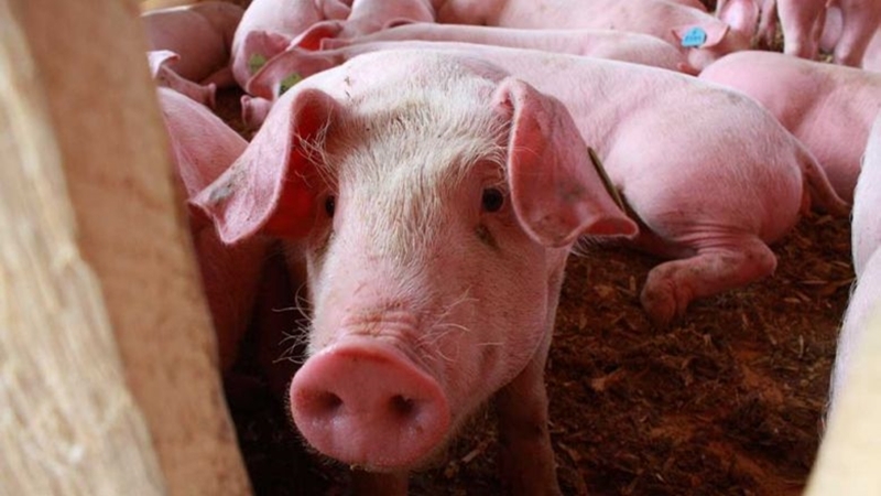 The daily local demand for pork is currently between 8,000 and 9,000 pigs. The Kingdom must import 2,000-3,000 pigs daily to keep up. Photo Credit to Heng Chivoan.