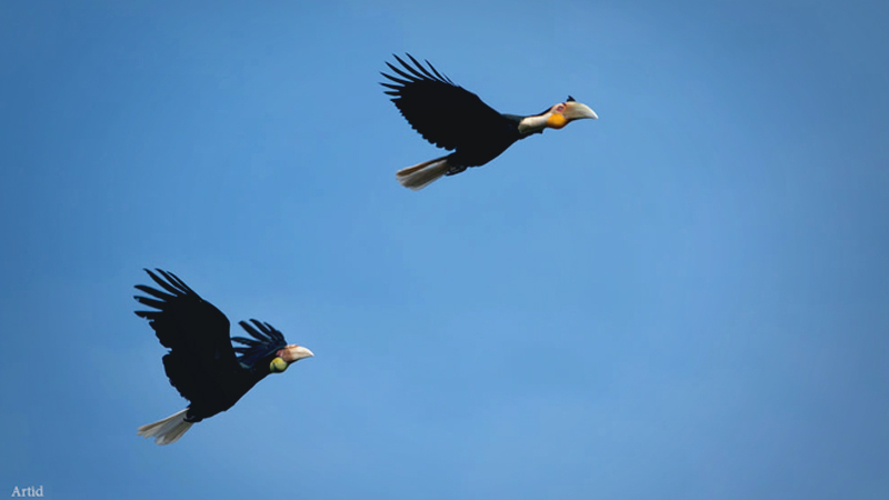 Rare wreathed hornbills spotted flying across Mae Wong National Park