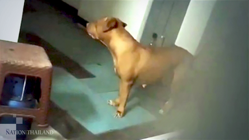 Residents of condo building appeal for help against tenant's pitbull menace Residents of condo building appeal for help against tenant's pitbull menace
