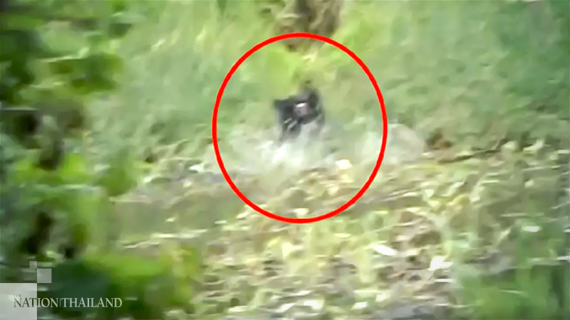 Still no sign of bears in Khon Kaen Still no sign of bears in Khon Kaen