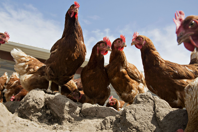 Lohmann Brown chickens stand outside a barn at Meadow Haven Farm in Sheffield, Ill., on Aug. 4, 2015. CREDIT: Bloomberg photo by Daniel Acker.
